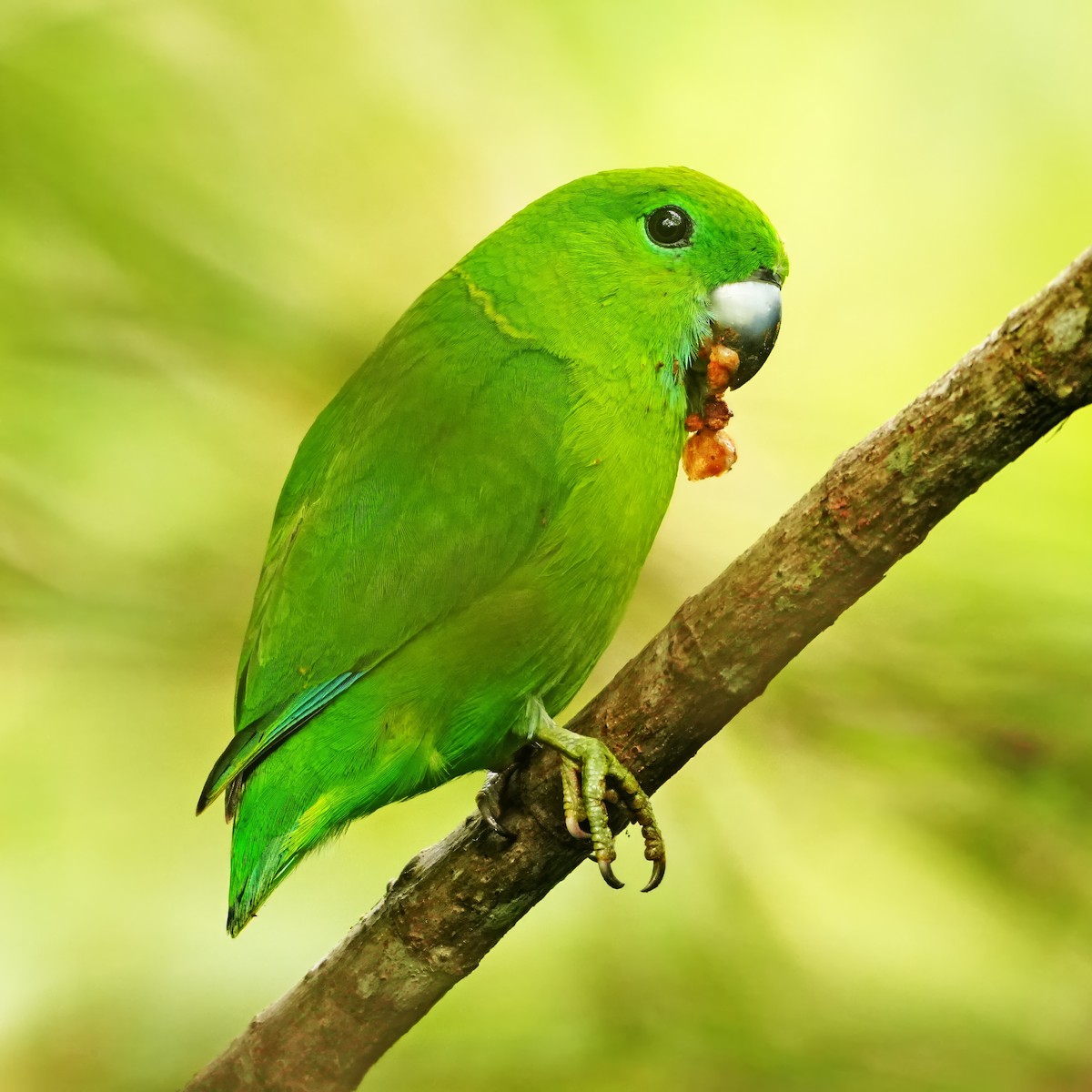 Guaiabero - ML646283267