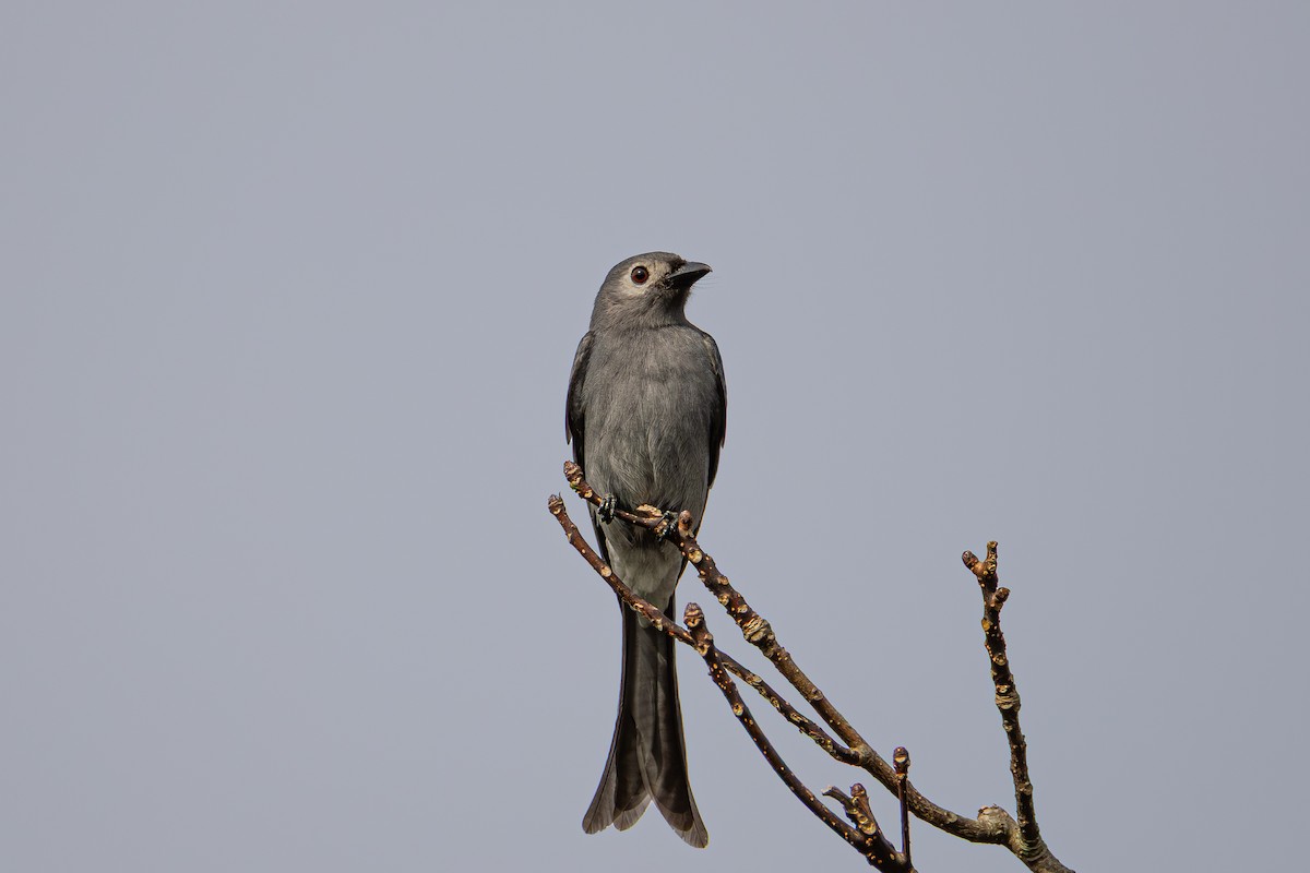 drongo kouřový - ML646283279