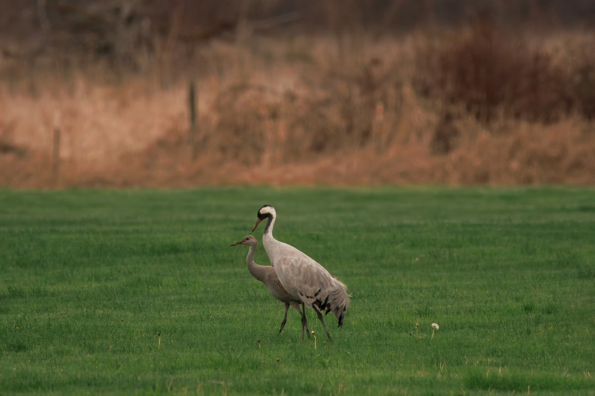 Common Crane - ML646283286