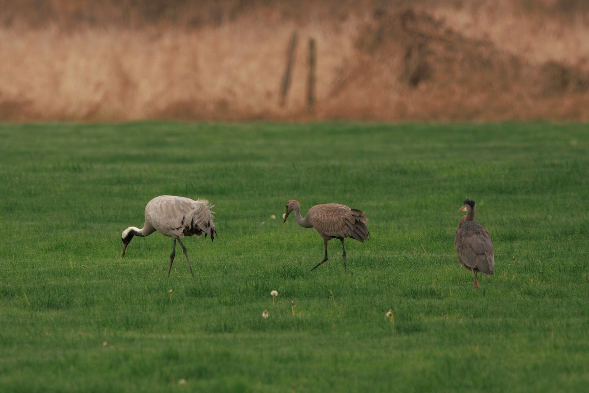 Common Crane - ML646283288