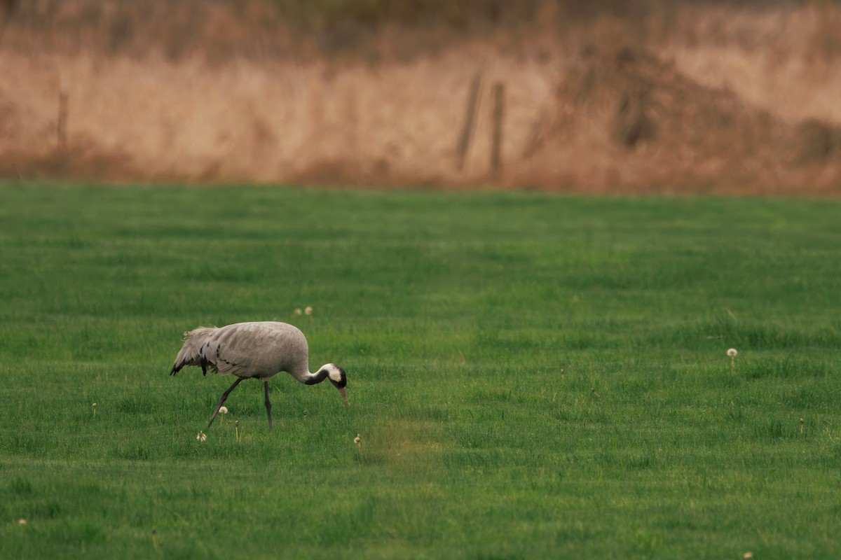 Common Crane - ML646283290