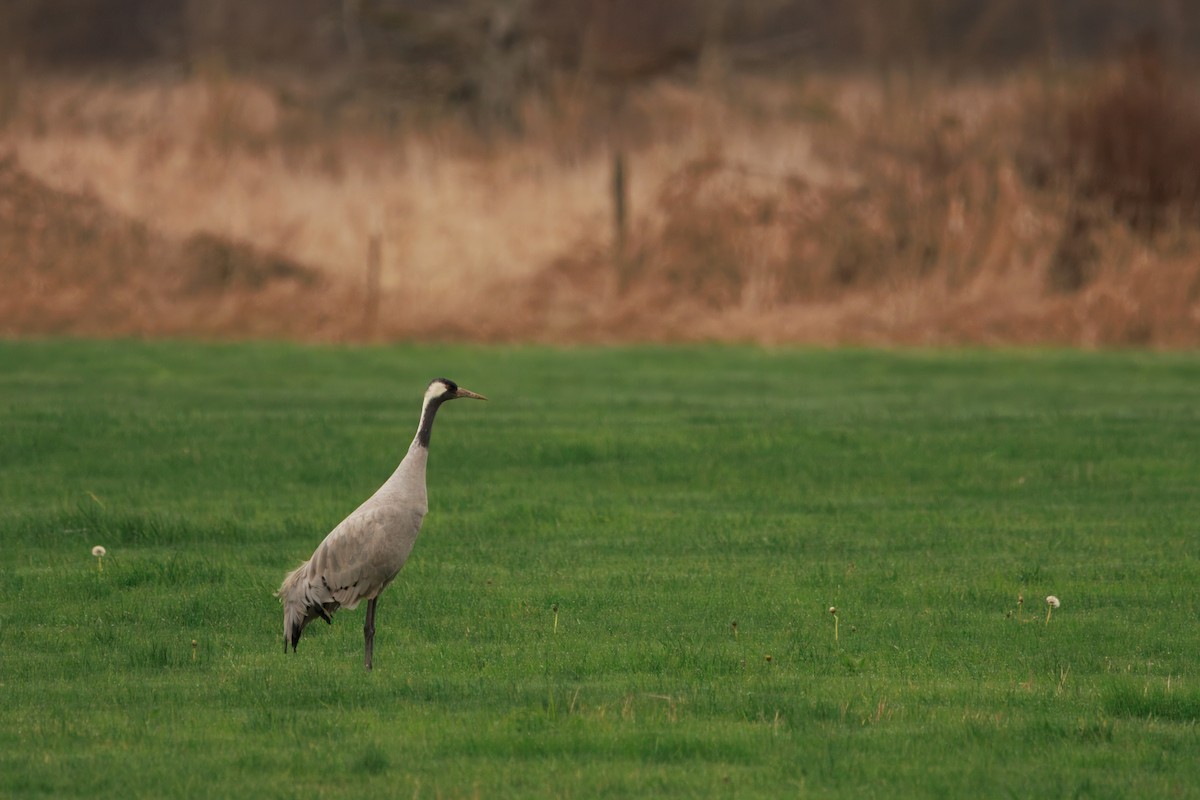 Common Crane - ML646283291