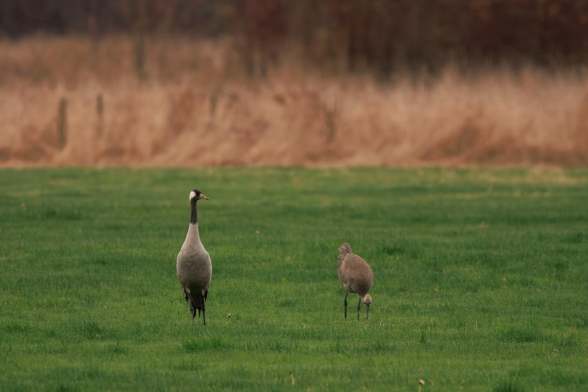 Common Crane - ML646283292