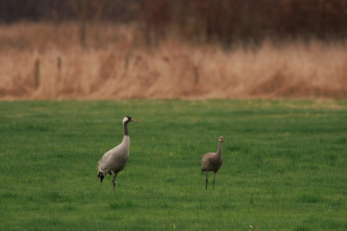 Common Crane - ML646283293