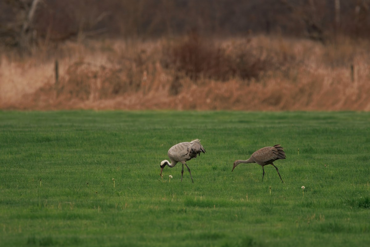 Common Crane - ML646283294