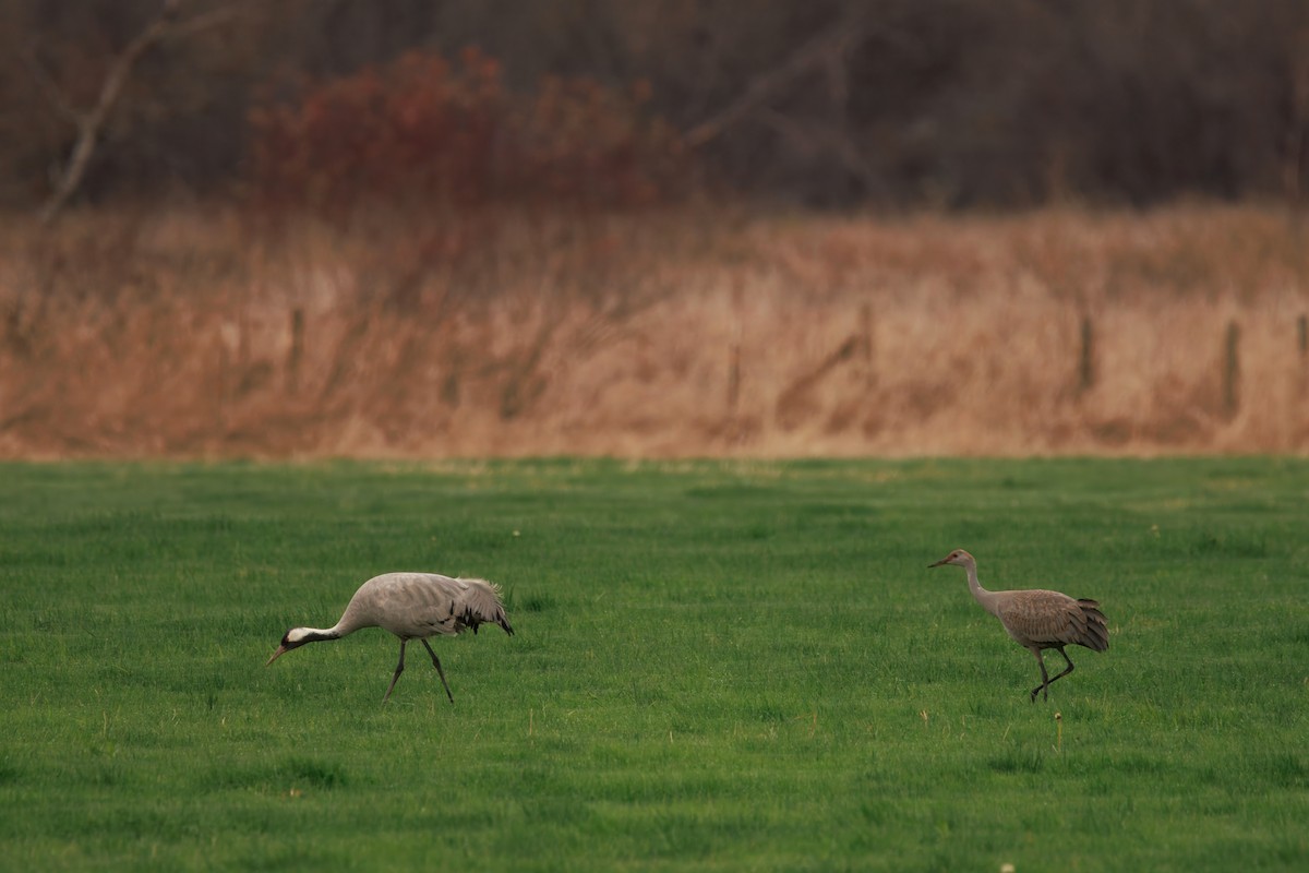 Common Crane - ML646283295