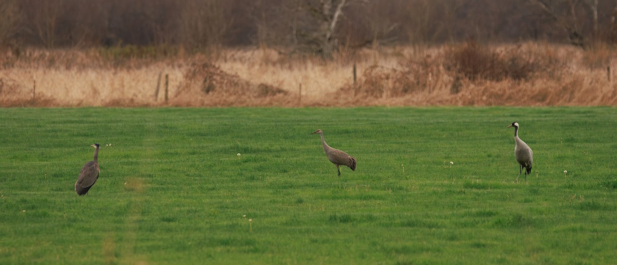 Common Crane - ML646283296