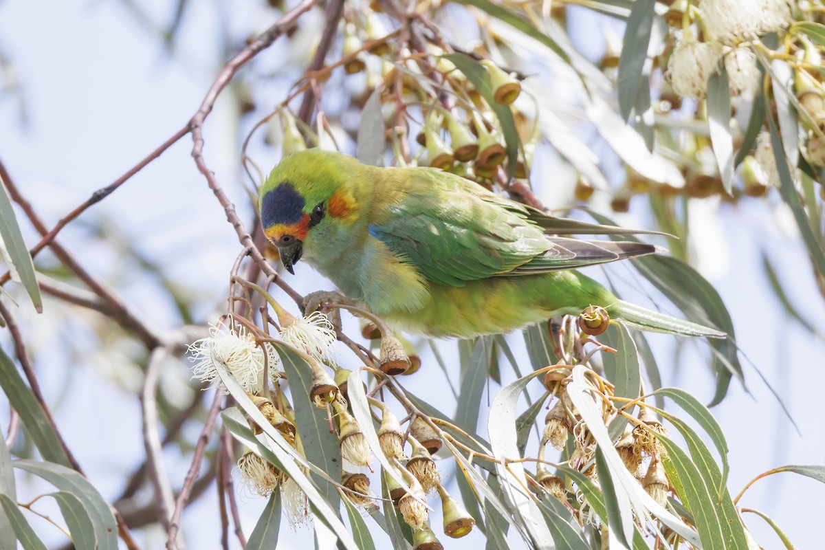 Purple-crowned Lorikeet - ML646283299