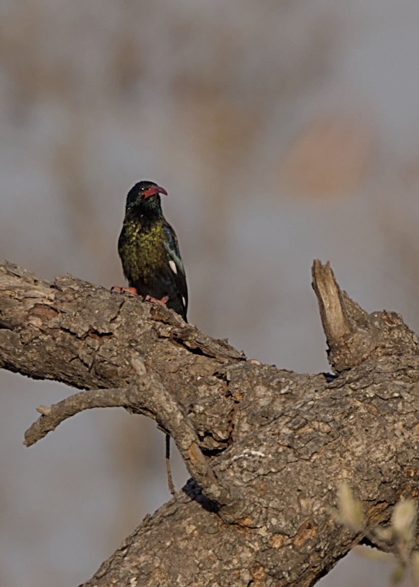 Green Woodhoopoe - ML646283301