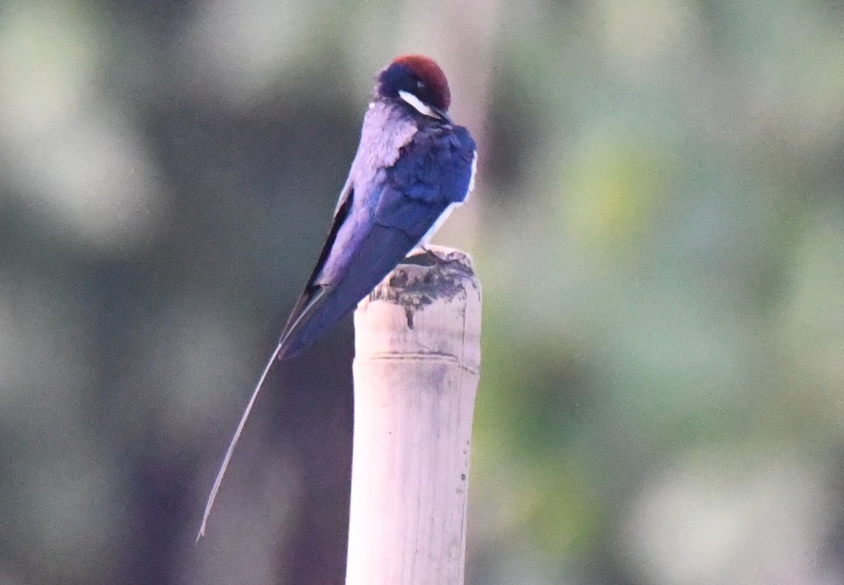 Wire-tailed Swallow - ML646283302