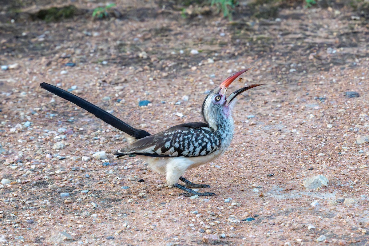 Southern Red-billed Hornbill - ML646283303