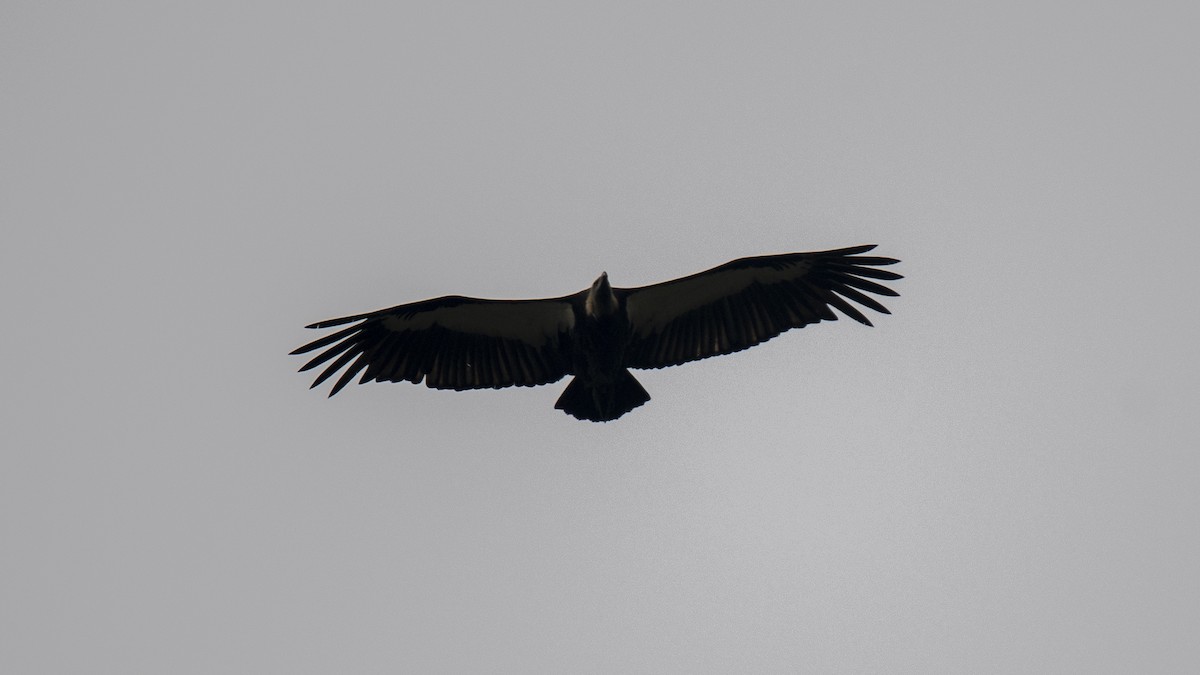 White-rumped Vulture - ML646283304
