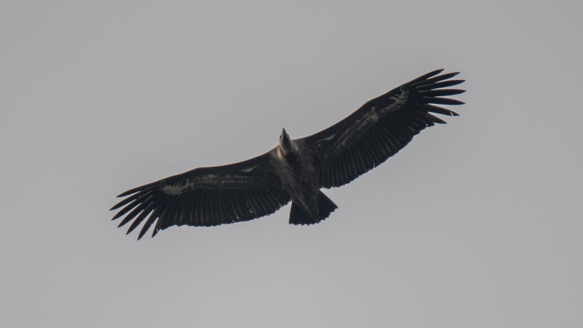 White-rumped Vulture - ML646283305
