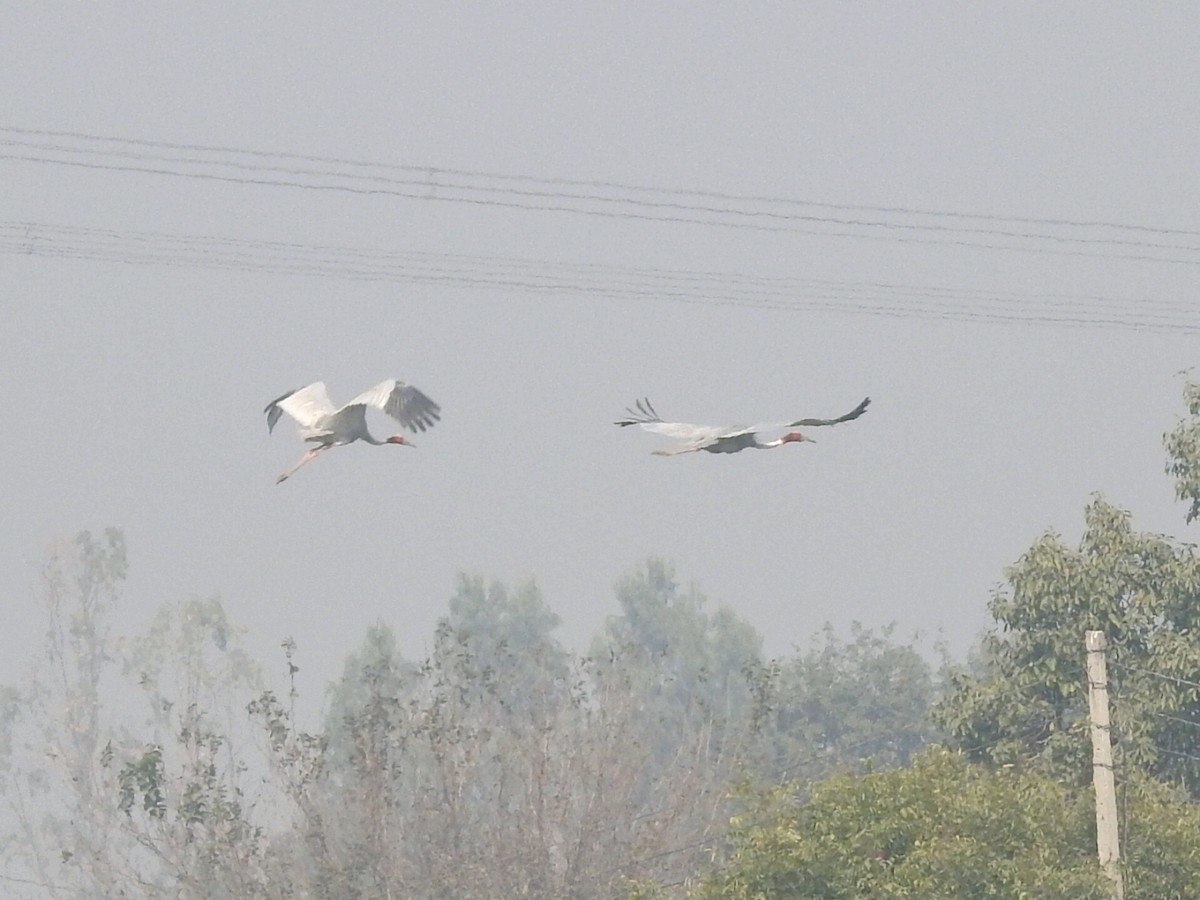 Sarus Crane - ML646283306