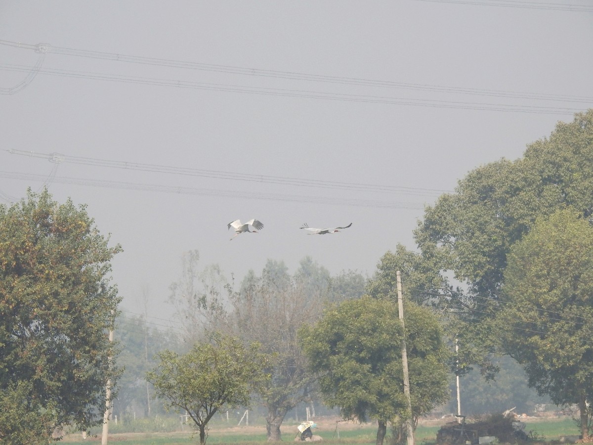 Sarus Crane - ML646283307