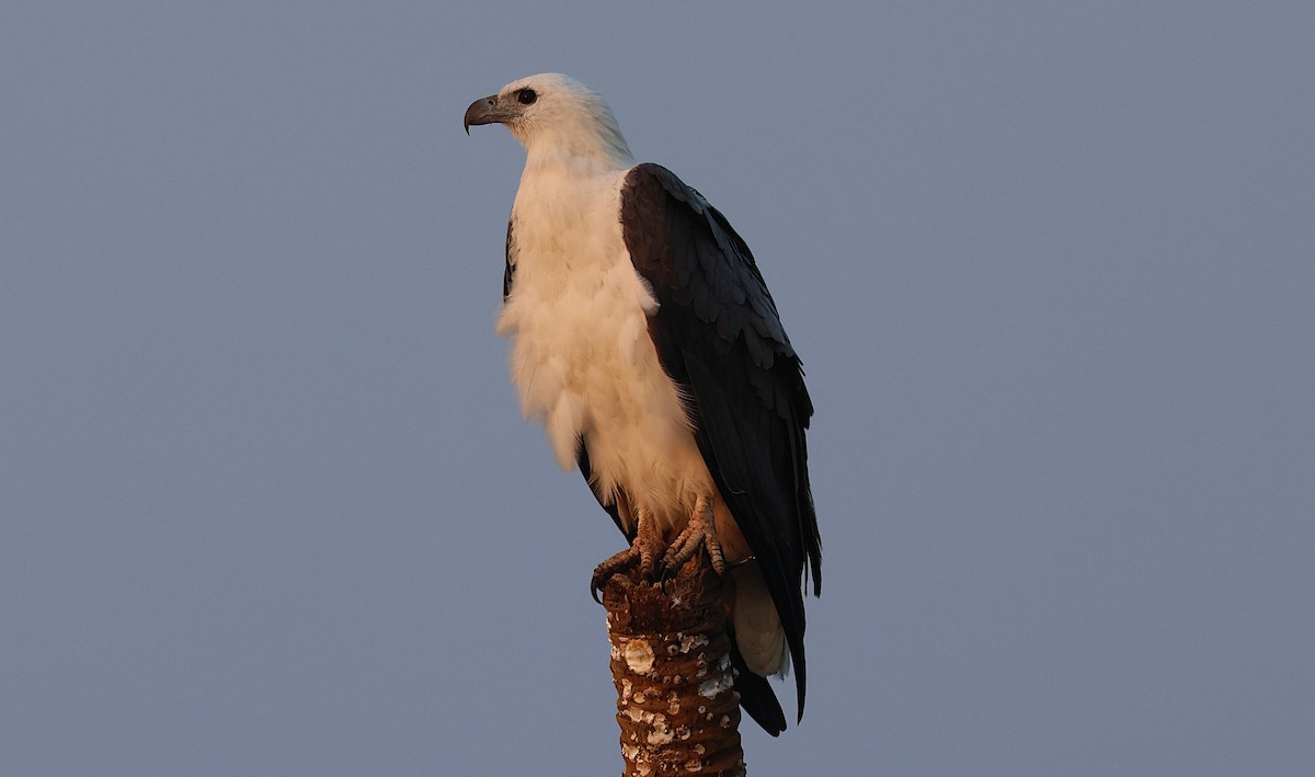 White-bellied Sea-Eagle - ML646283308