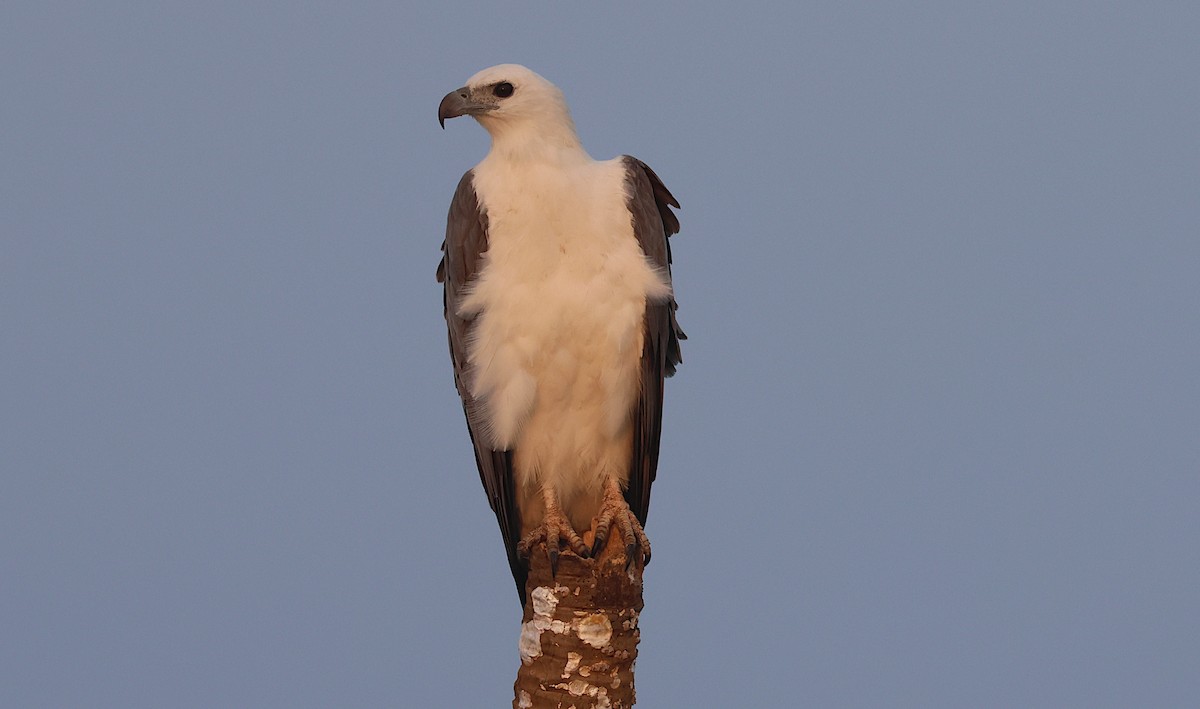 White-bellied Sea-Eagle - ML646283309