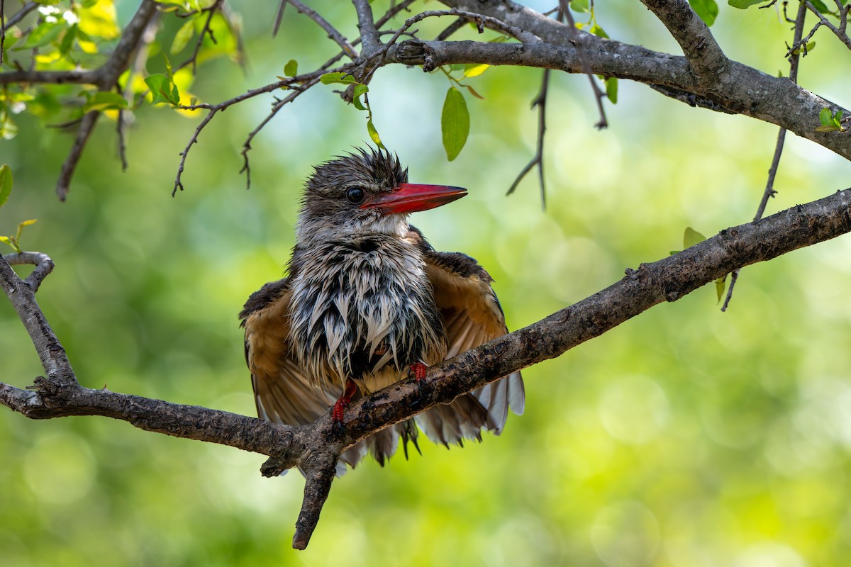 Brown-hooded Kingfisher - ML646283310