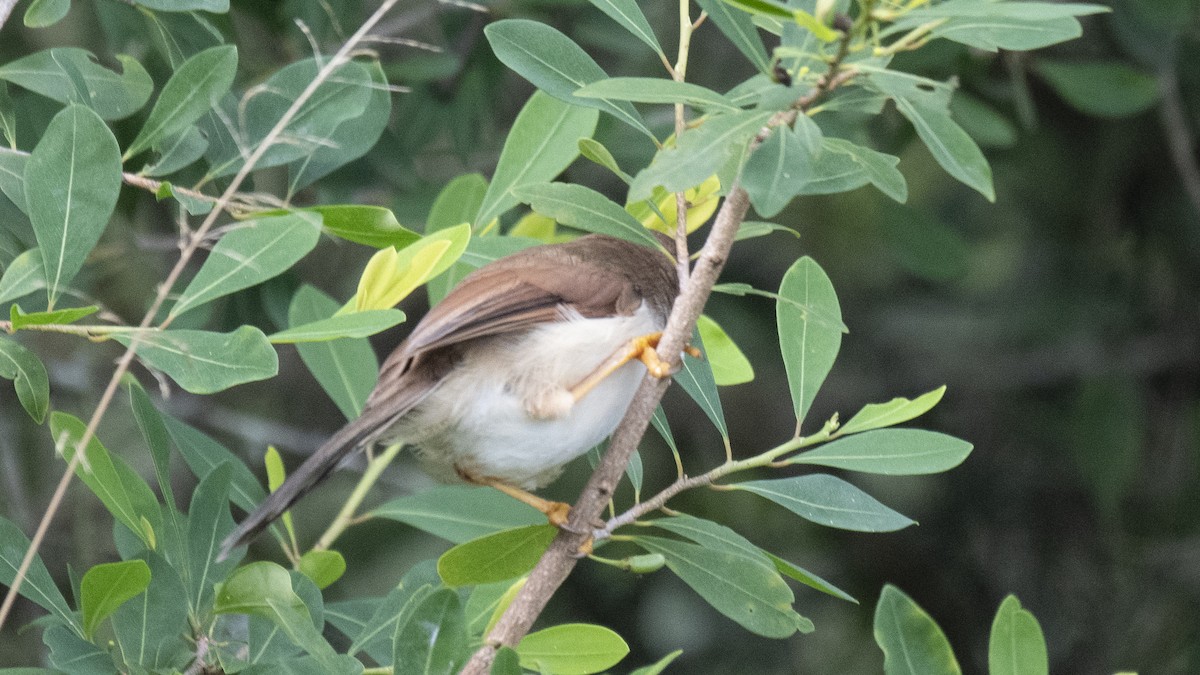 Yellow-eyed Babbler - ML646283312