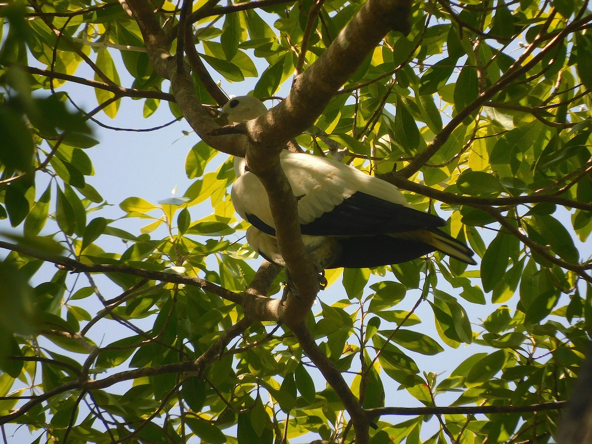 Torresian Imperial-Pigeon - ML646283313