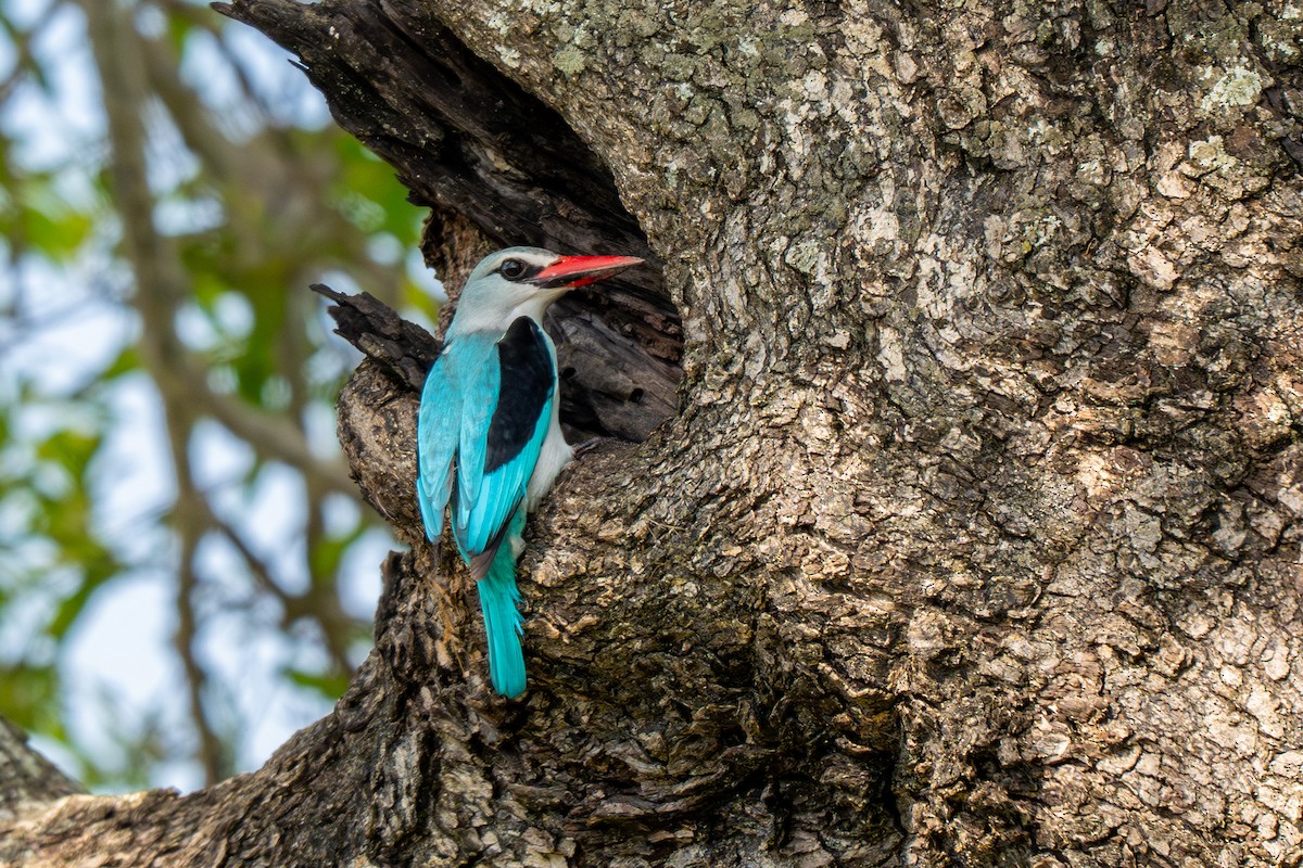 Woodland Kingfisher - ML646283314