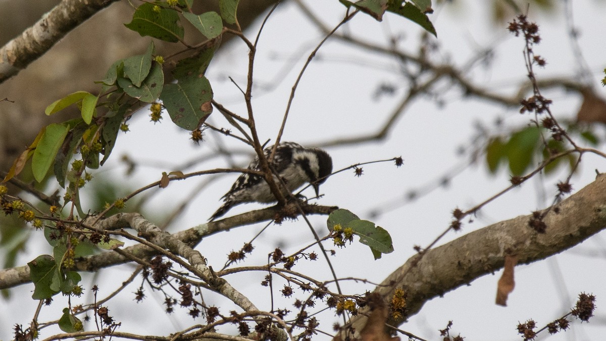 Brown-capped Pygmy Woodpecker - ML646283315