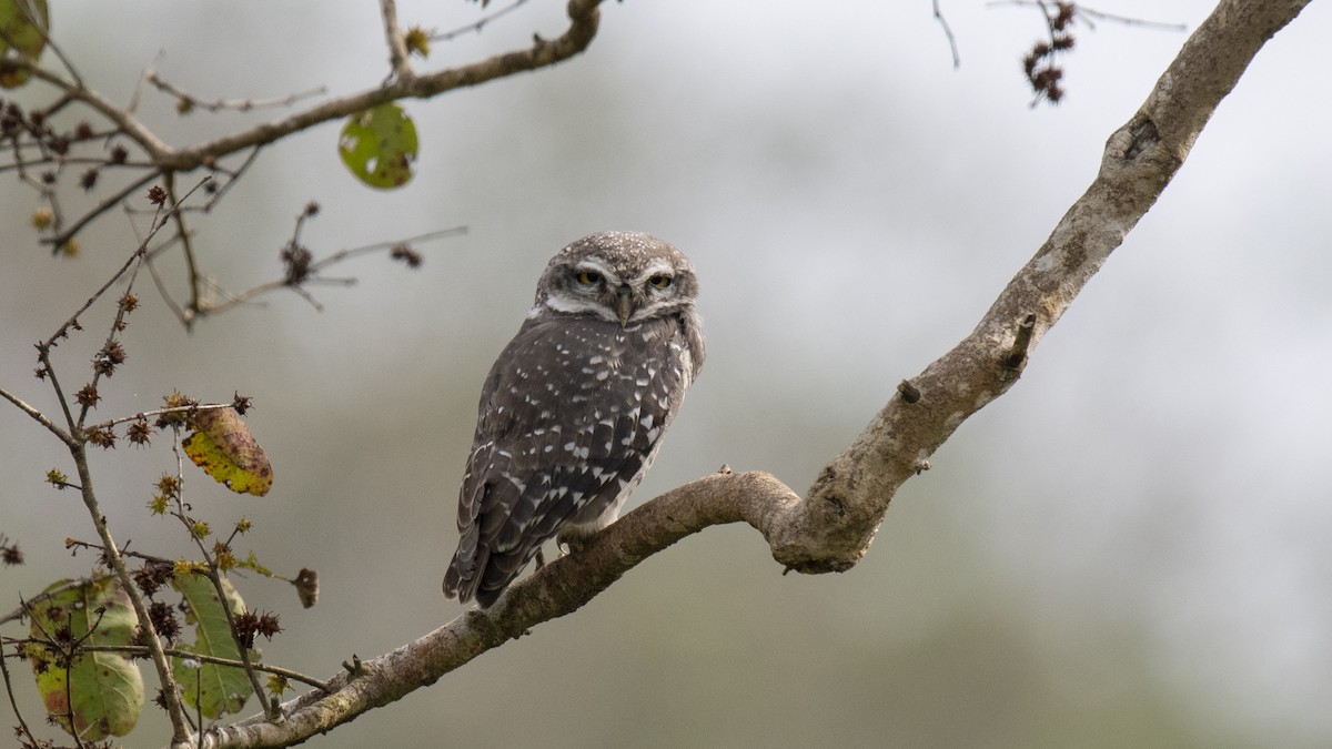 Spotted Owlet - ML646283318