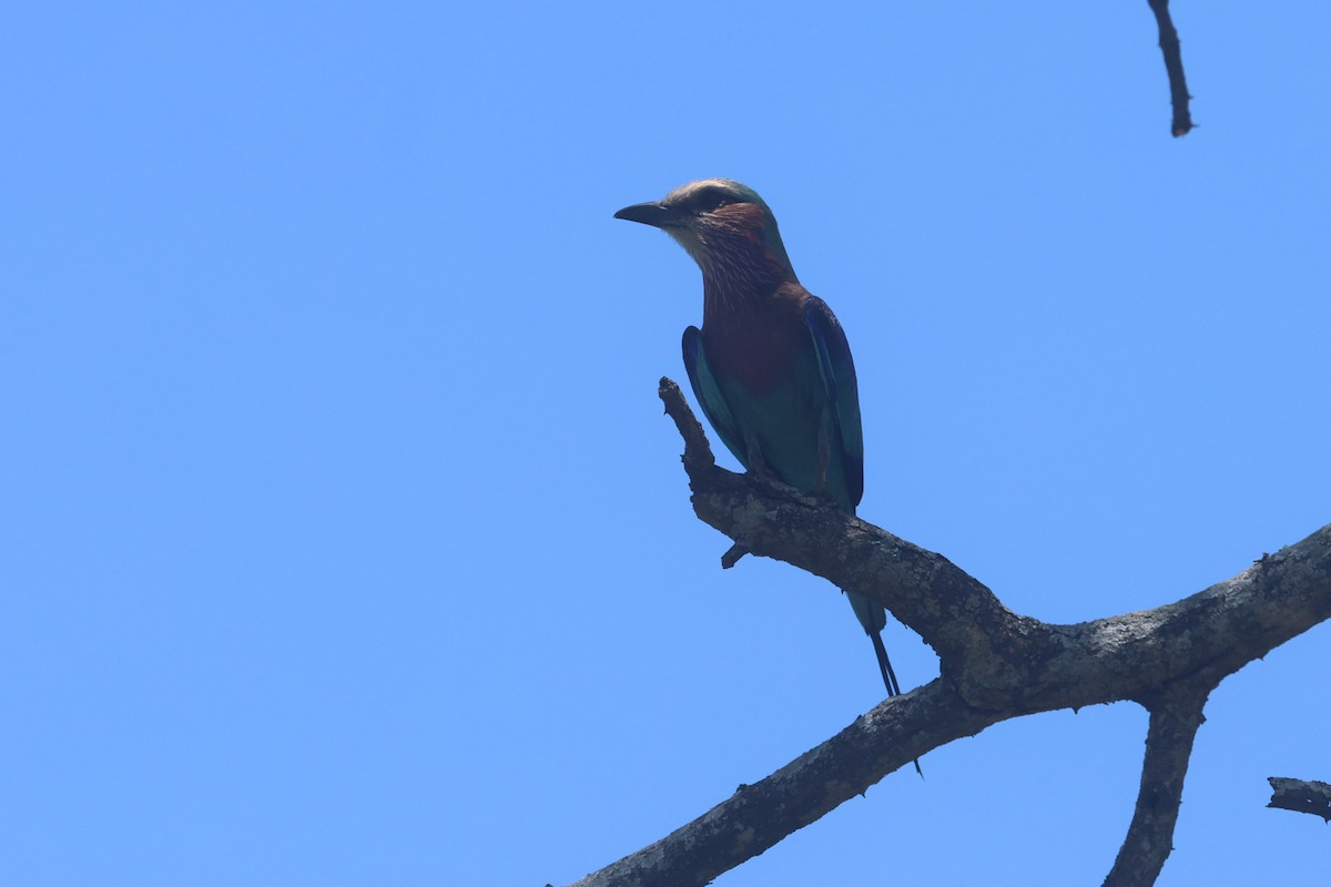 Lilac-breasted Roller - ML646283320