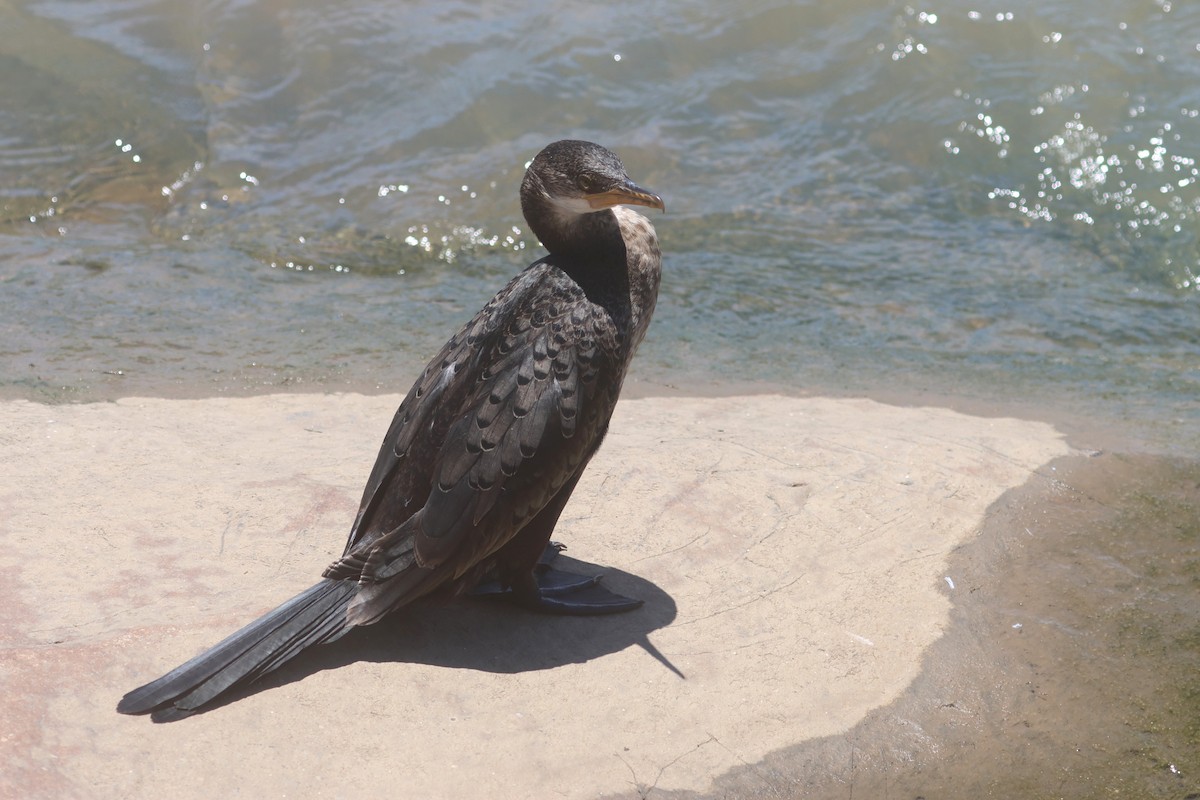 Reed Cormorant - ML646283322