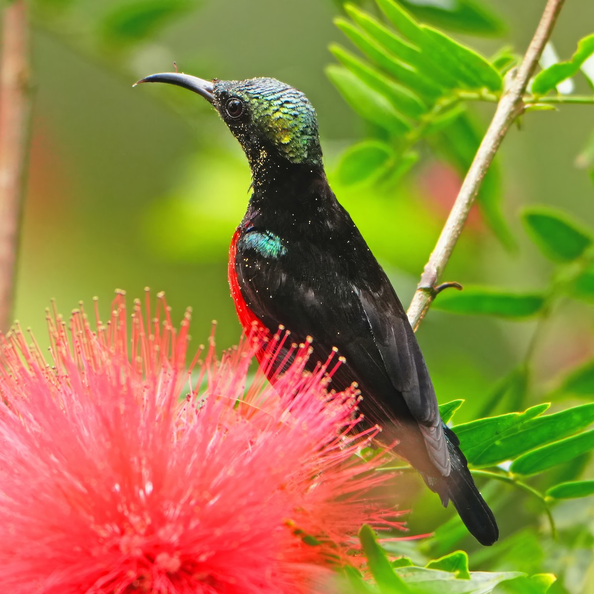 Purple-throated Sunbird - ML646283323