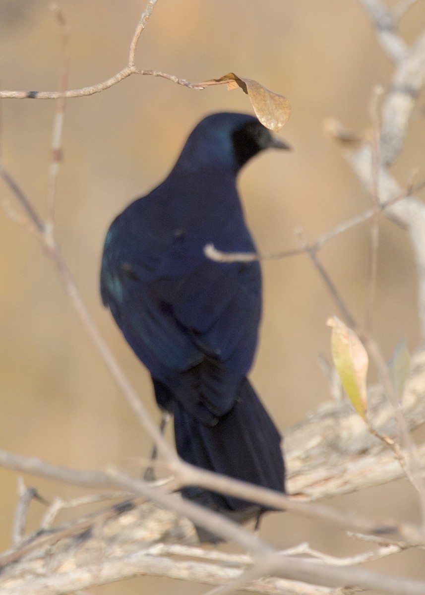 Burchell's Starling - ML646283326