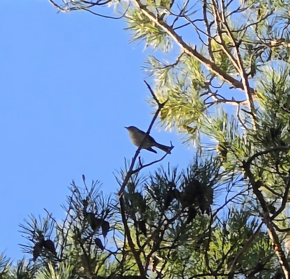 Townsend's Solitaire - ML646283328