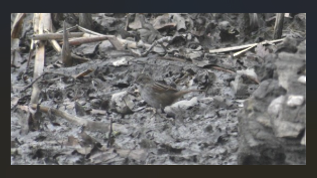 Swamp Sparrow - ML646283333