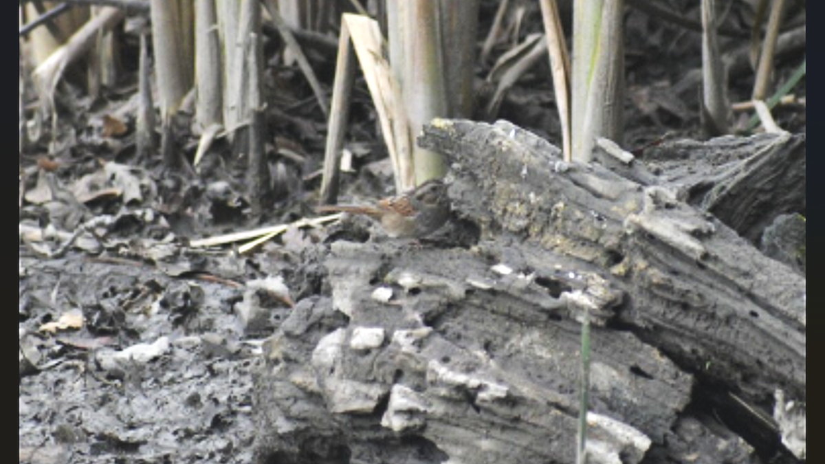 Swamp Sparrow - ML646283334