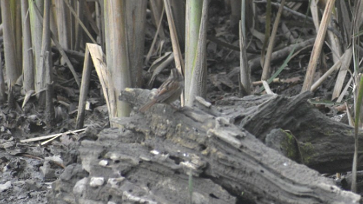 Swamp Sparrow - ML646283335