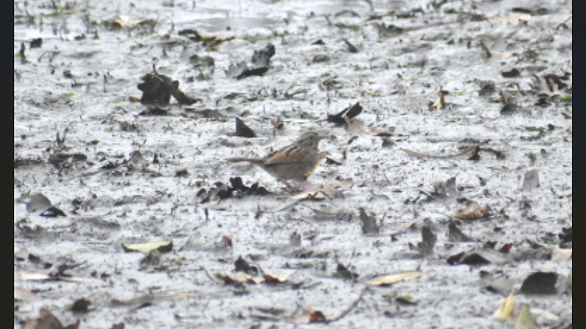 Swamp Sparrow - ML646283336