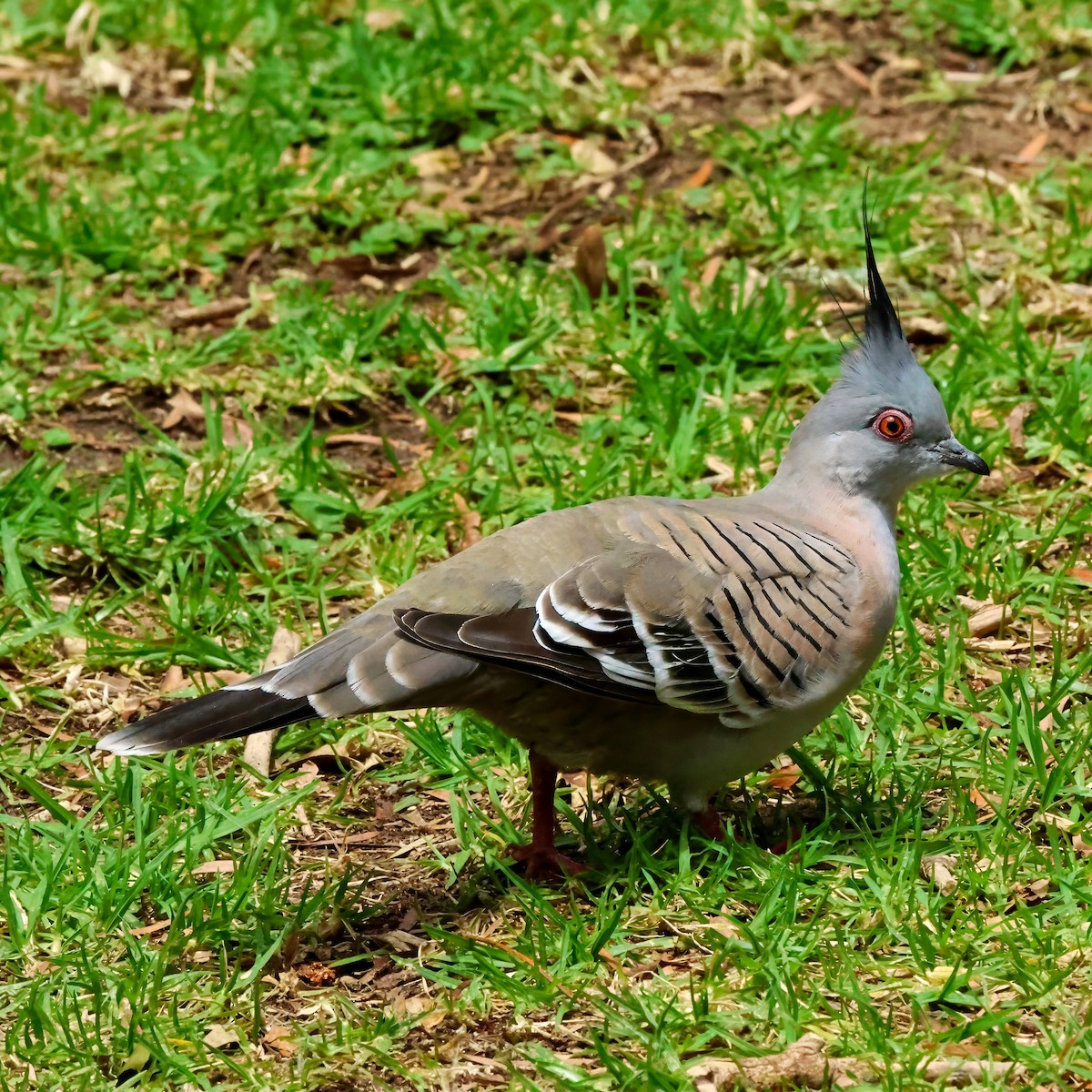 Crested Pigeon - ML646283338