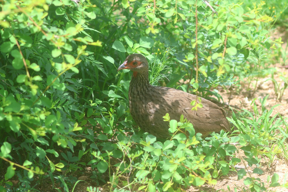 Dere Turacı - ML646283340