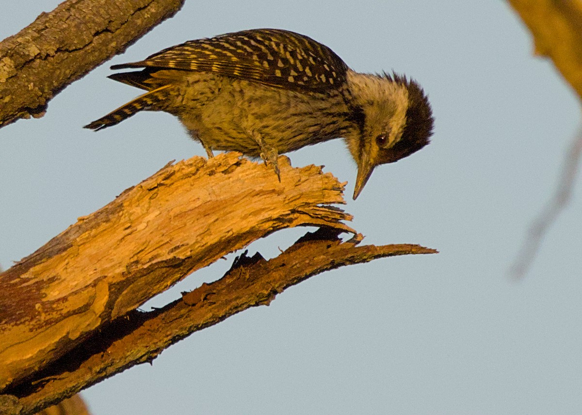 Pito Cardenal - ML646283342