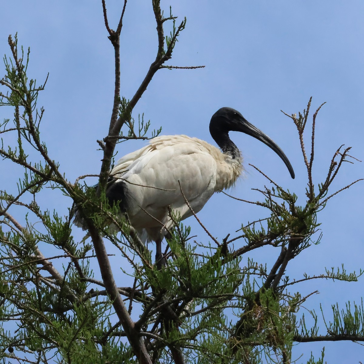 Australian Ibis - ML646283343