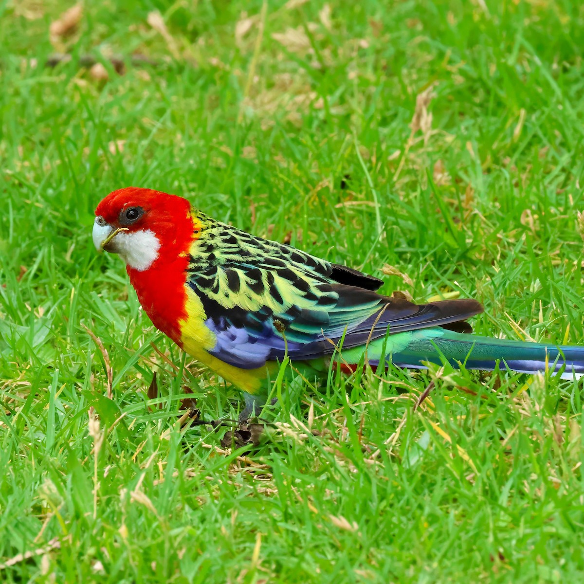 Eastern Rosella - ML646283346