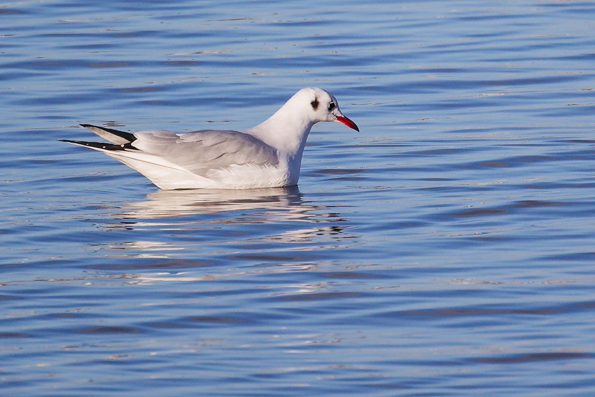 Gaviota Reidora - ML646283354
