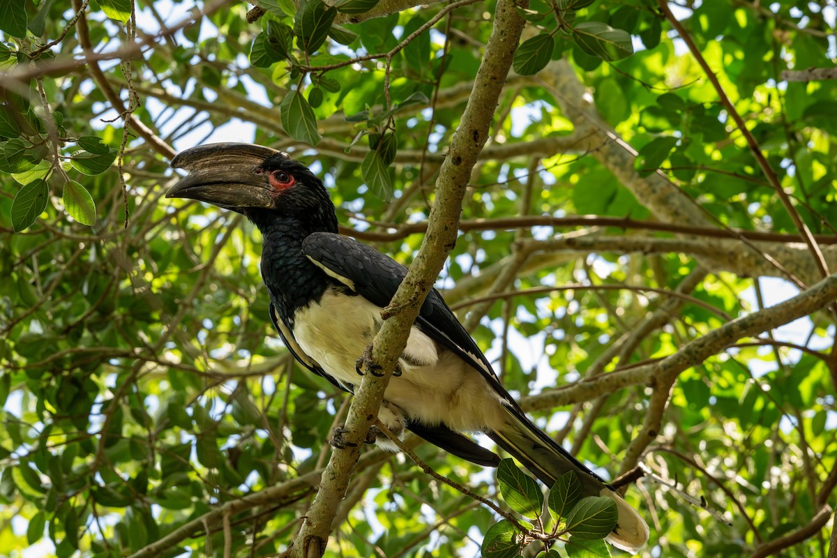 Trumpeter Hornbill - ML646283355