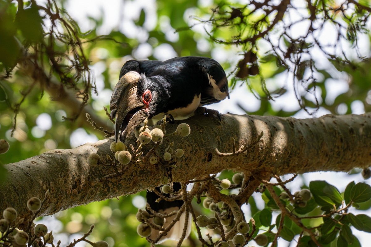 Trumpeter Hornbill - ML646283356