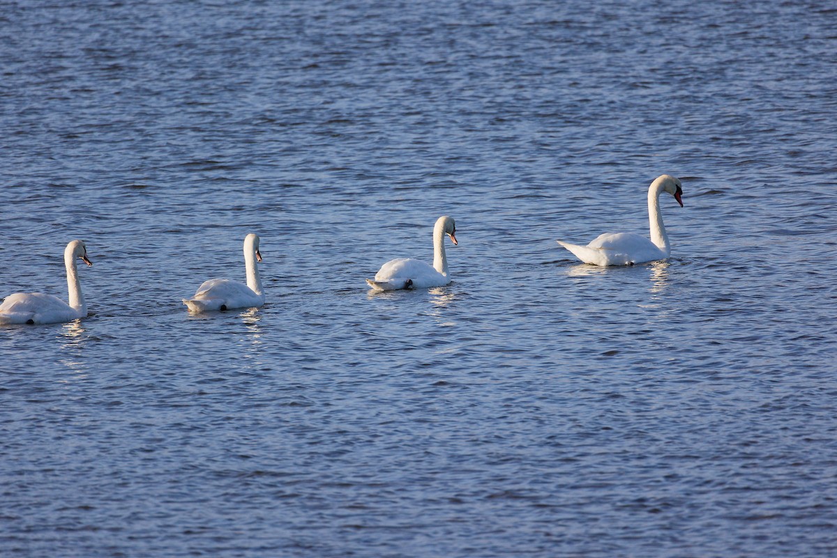 Cisne Vulgar - ML646283358