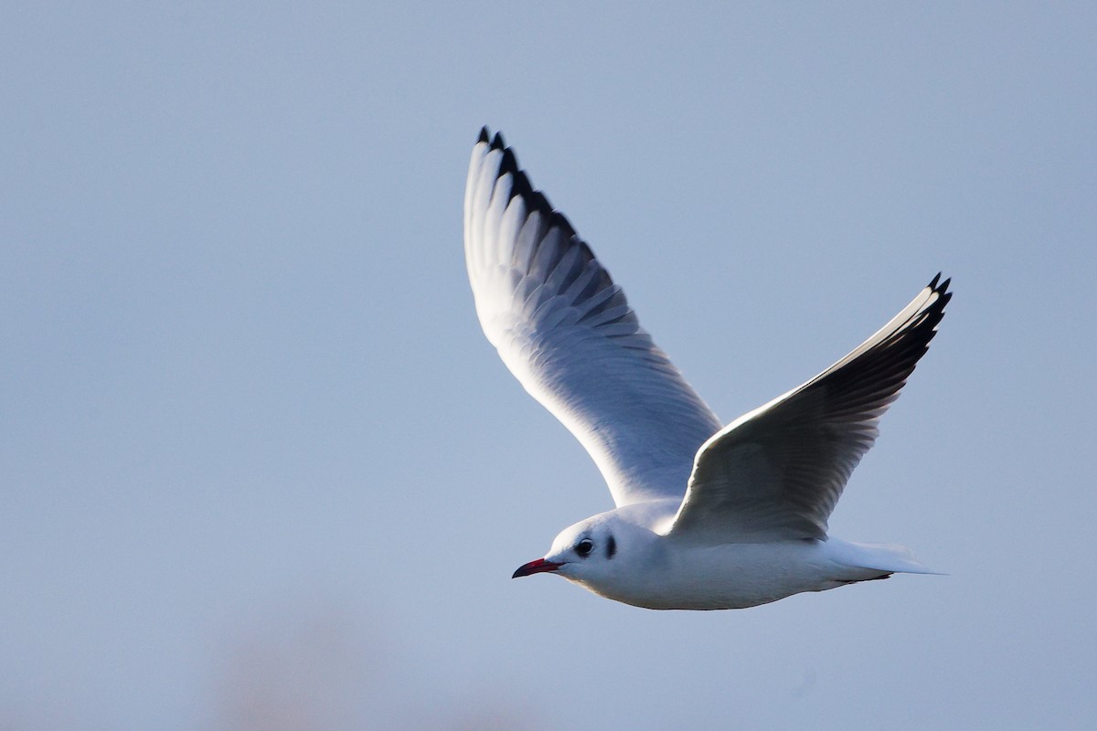 Gaviota Reidora - ML646283360
