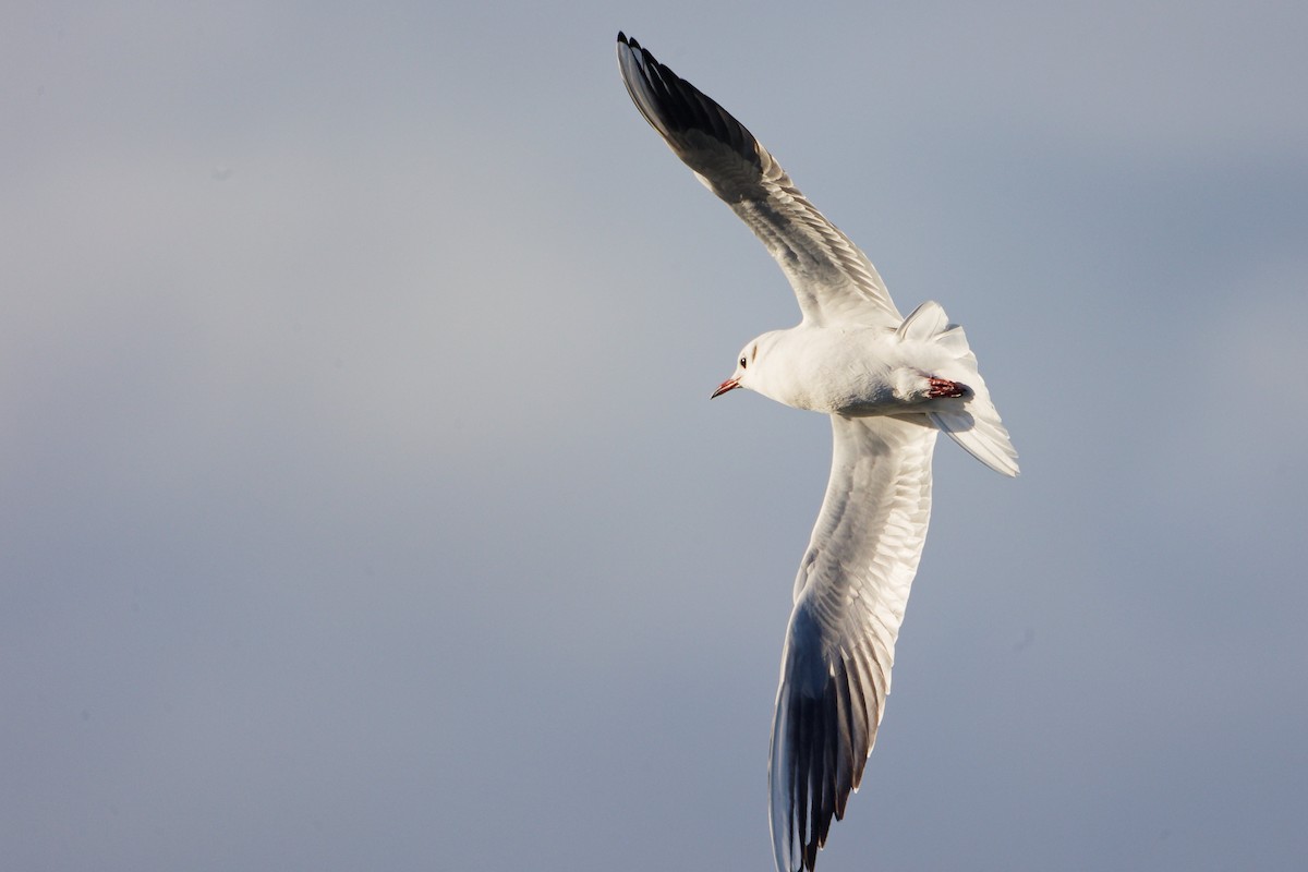 Gaviota Reidora - ML646283362
