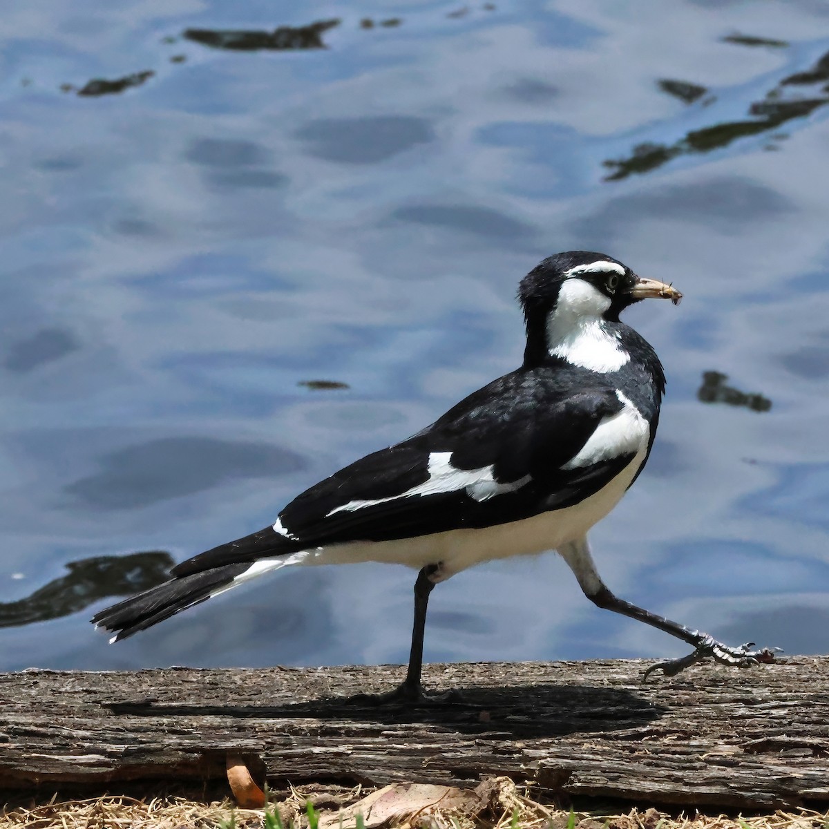 Magpie-lark - ML646283364