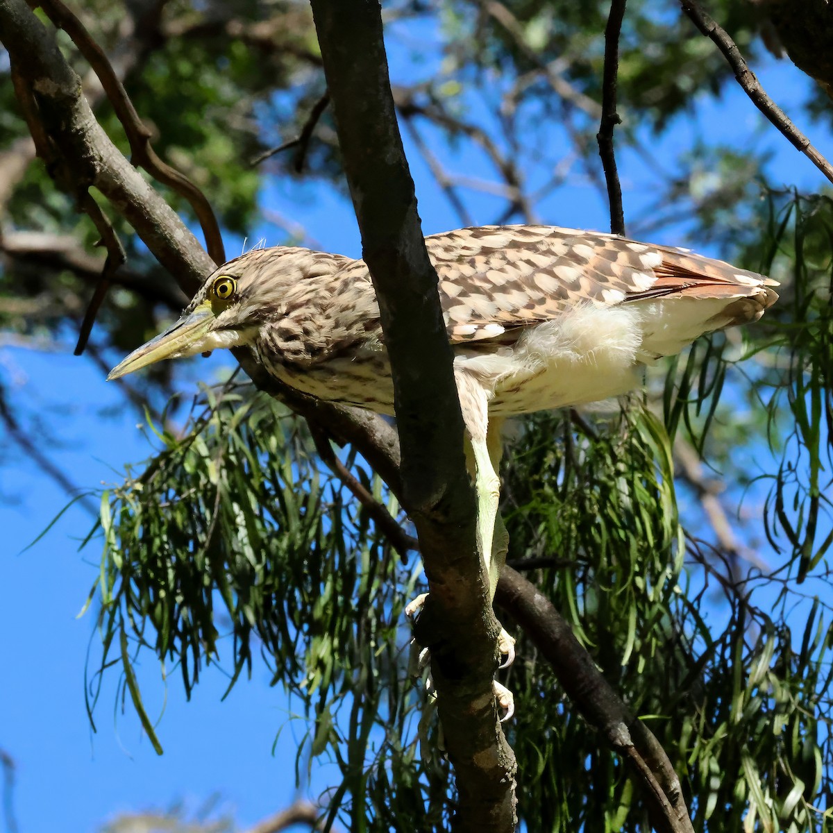 Nankeen Night Heron - ML646283366