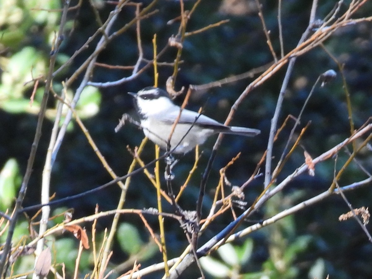 Mountain Chickadee - ML646283377
